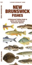 New Brunswick Fishes: A Waterproof Folding Guide to Native and Introduced Species