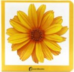 Amarillo