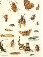 Crawly Creatures: Depiction and Appreciation of Insects and Other Critters in Art and Science