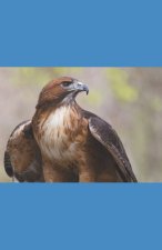 Hawk's Journey