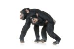 Šimpanz s mládětem na břiše