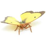 Motýl Žluťásek čilimníkový