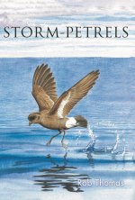 Storm-Petrels