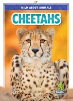 Cheetahs