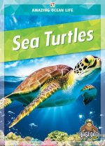 Sea Turtles