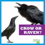 Crow or Raven?