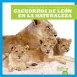 Cachorros de Leуn En La Naturaleza (Lion Cubs in the Wild)