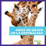 Crнas de Jirafa En La Naturaleza (Giraffe Calves in the Wild)