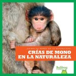 Crнas de Mono En La Naturaleza (Monkey Infants in the Wild)