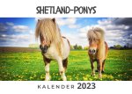 Shetland-Ponys