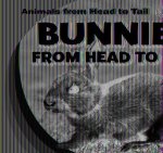 Bunnies from Head to Tail