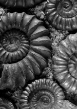 The Serpent's Egg ~ And Other Tales of Darkness