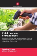 Chickpea em hidropónicos