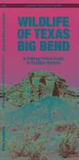 Wildlife of Texas Big Bend: A Folding Pocket Guide to Familiar Animals
