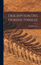 Description Des Oursins Fossiles