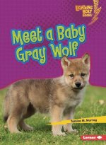 Meet a Baby Gray Wolf