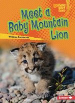 Meet a Baby Mountain Lion