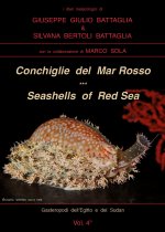 Conchiglie del Mar Rosso-Red Sea's seashelles