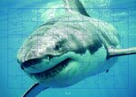 Requin