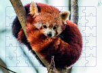 Panda roux