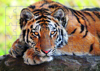 Tigre