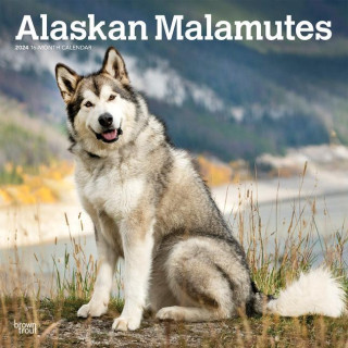 Alaskan Malamutes 2024 Square