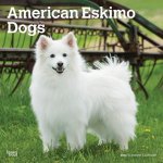 American Eskimo Dogs 2024 Square