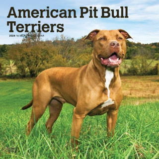 American Pit Bull Terriers 2024 Square