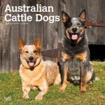 Australian Cattle Dogs 2024 Square
