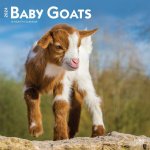 Baby Goats 2024 Square