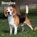 Beagles 2024 Square