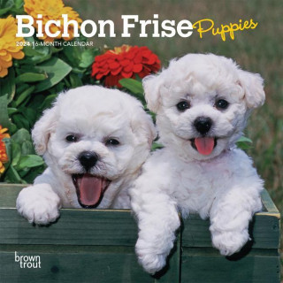 Bichon Frise Puppies 2024 Mini 7x7