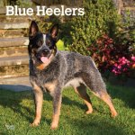 Blue Heelers 2024 Square