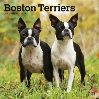 Boston Terriers 2024 Square