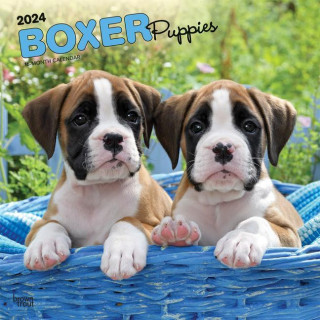 Boxer Puppies 2024 Square