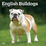 English Bulldogs 2024 Square