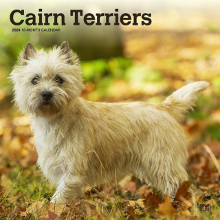 Cairn Terriers 2024 Square
