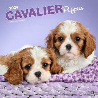 Cavalier King Charles Spaniel Puppies 2024 Square
