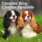 Cavalier King Charles Spaniels 2024 Square