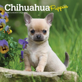 Chihuahua Puppies 2024 Mini 7x7