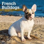 French Bulldogs 2024 Square