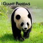Giant Pandas 2024 Square
