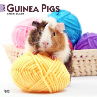 Guinea Pigs 2024 Square