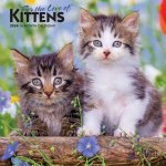 Kittens, for the Love of 2024 Mini 7x7