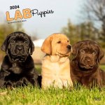 Labrador Retriever Puppies 2024 Square