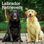Labrador Retrievers 2024 Square