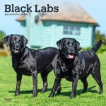 Labrador Retrievers, Black 2024 Square