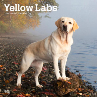 Labrador Retrievers, Yellow 2024 Square