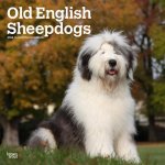 Old English Sheepdogs 2024 Square