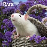 Rats 2024 Square